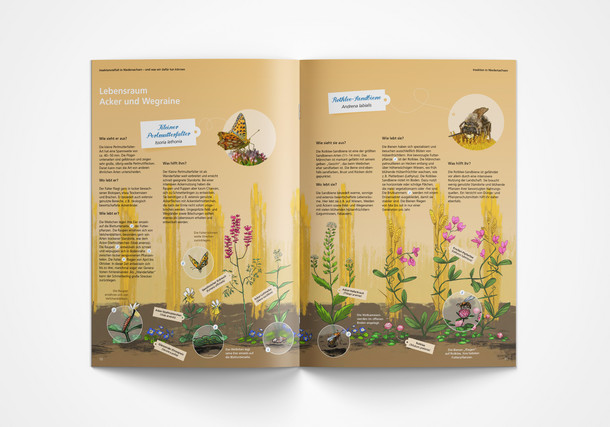 Broschüre „Insektenvielfalt in Niedersachsen“ Innenteil